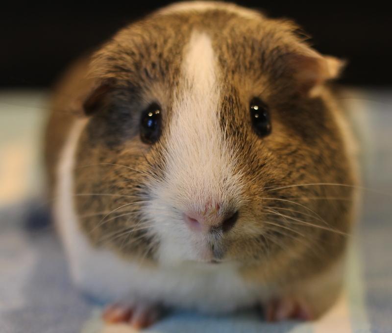 Enlarge Chocolate, a Adoptable Guinea Pig in Budd Lake, NJ image 3/6