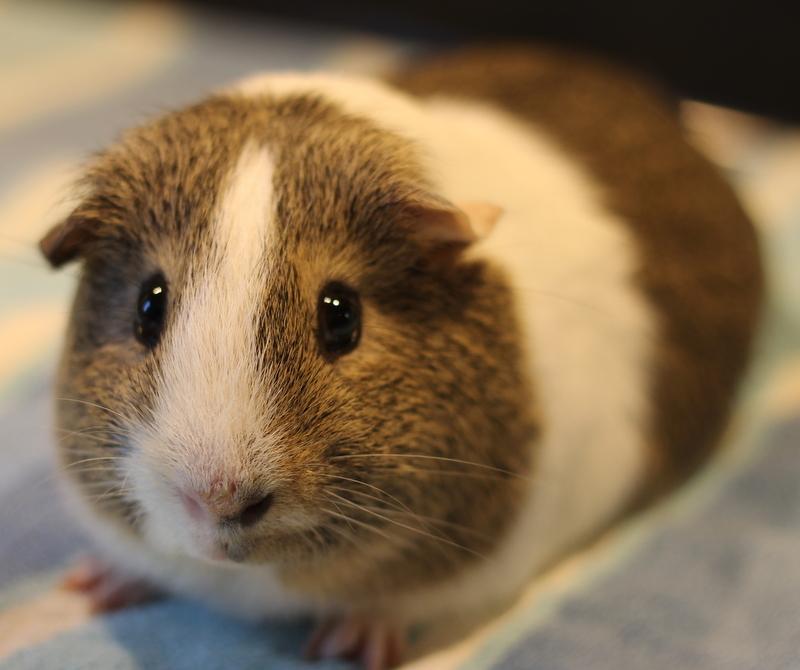 Enlarge Chocolate, a Adoptable Guinea Pig in Budd Lake, NJ image 5/6