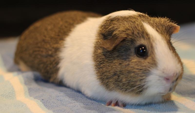 Enlarge Chocolate, a Adoptable Guinea Pig in Budd Lake, NJ image 6/6
