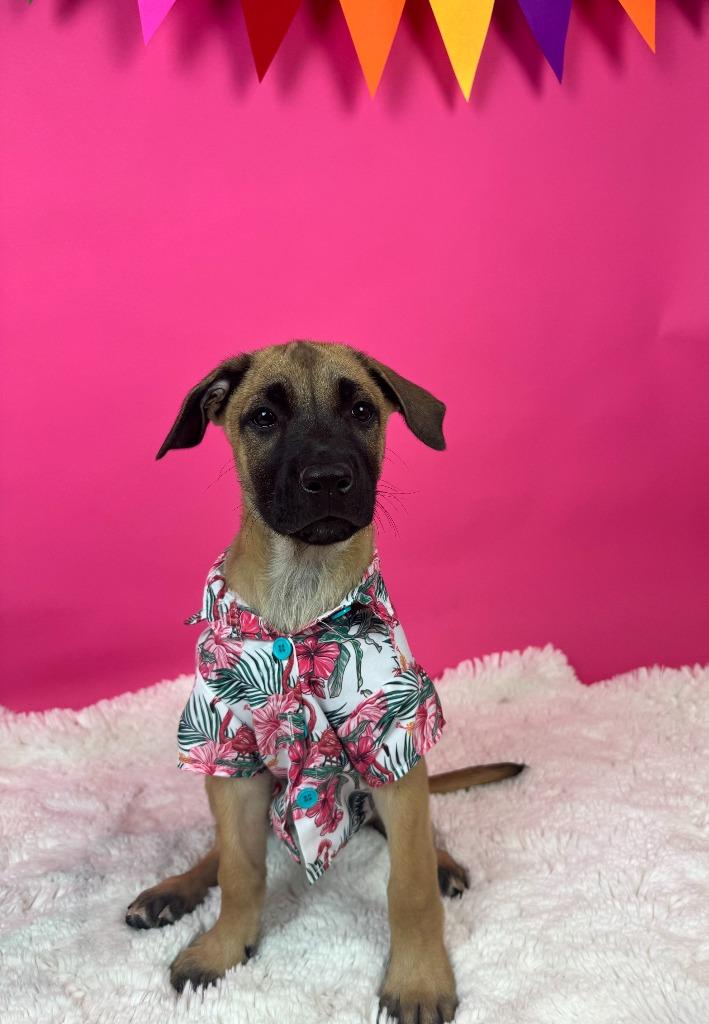 St. Petersburg, Adoptable, Puppy Male Shepherd & Boxer.