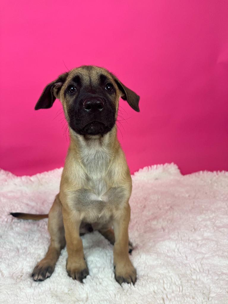 Enlarge St. Petersburg, a Adoptable mixed breed in Phoenix, AZ image 2/6