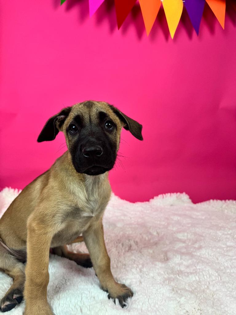 Enlarge St. Petersburg, a Adoptable mixed breed in Phoenix, AZ image 4/6