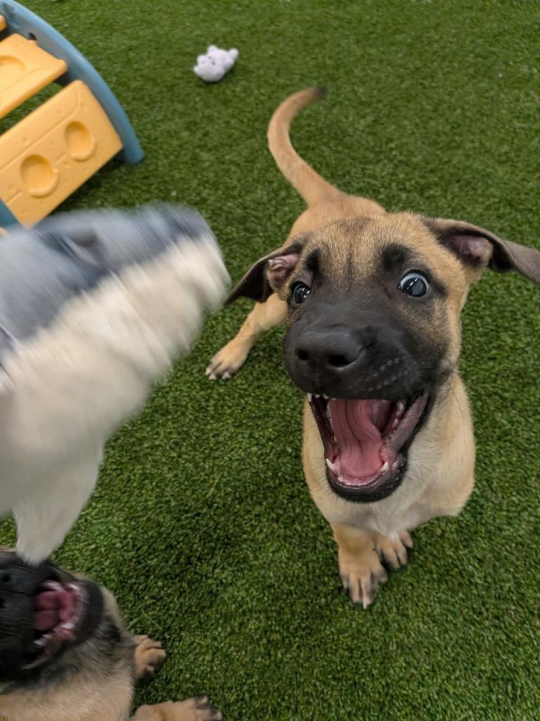 Enlarge St. Petersburg, a Adoptable mixed breed in Phoenix, AZ image 5/6
