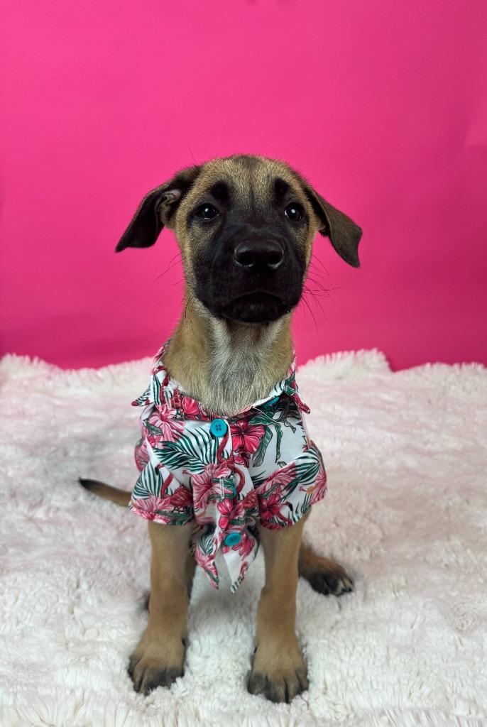 Enlarge St. Petersburg, a Adoptable mixed breed in Phoenix, AZ image 6/6