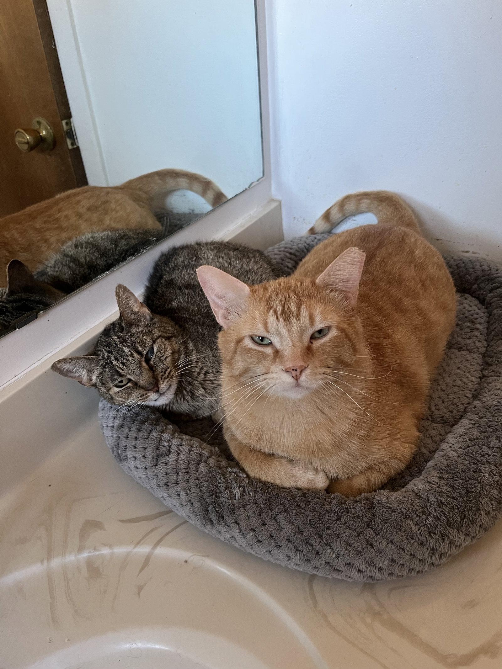 Cleveland Brown, Adoptable, Adult Male Domestic Short Hair.