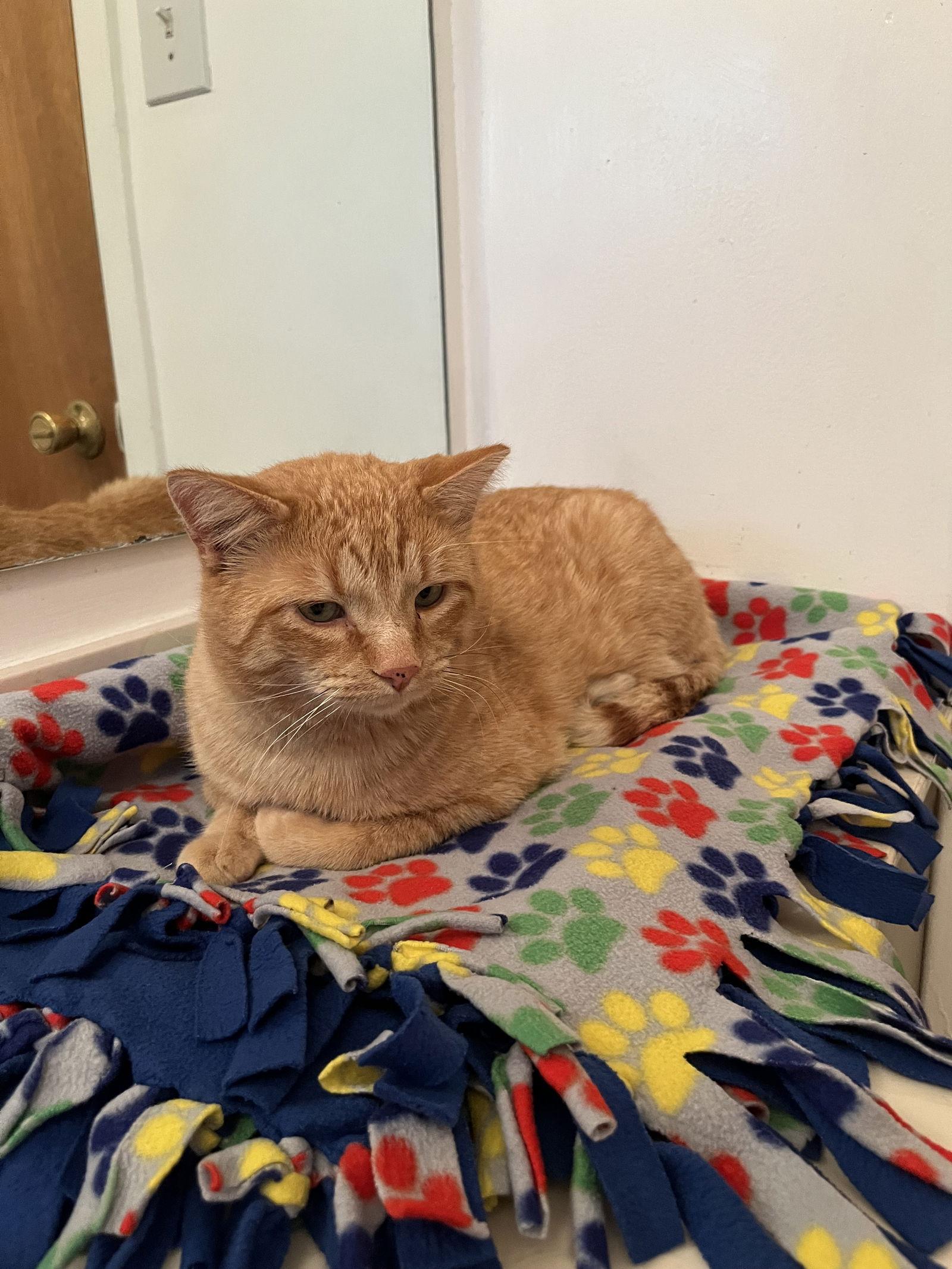 Cleveland, Adoptable, Adult Male Domestic Short Hair.