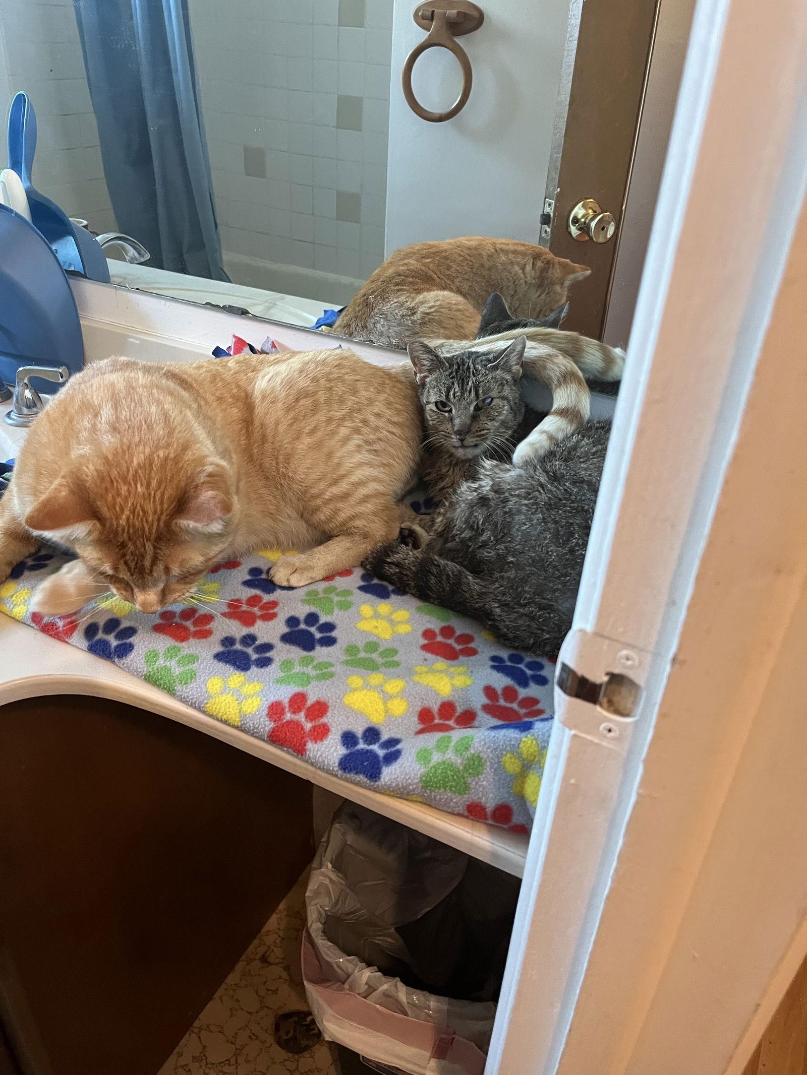 Enlarge Cleveland (FIV+), a Adoptable Domestic Short Hair in Aurora, CO image 2/3