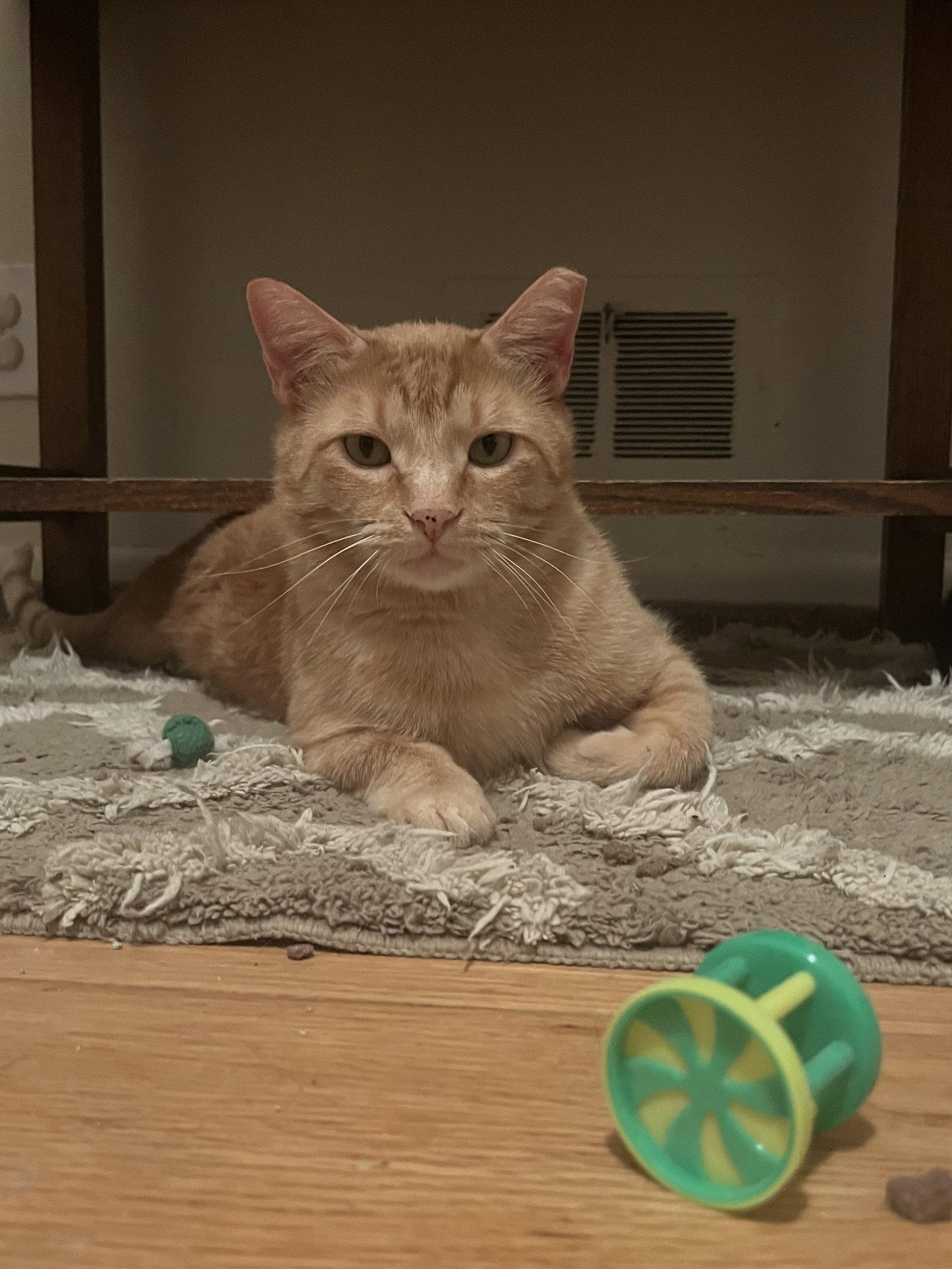 Enlarge Cleveland Brown, a Adoptable Domestic Short Hair in Aurora, CO image 2/3