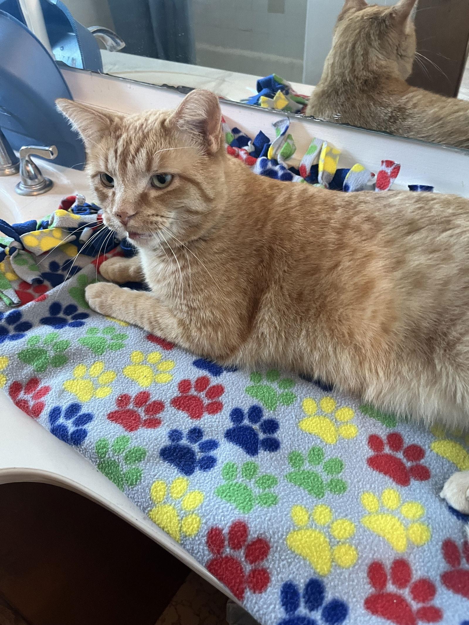 Enlarge Cleveland (FIV+), a Adoptable Domestic Short Hair in Aurora, CO image 3/3