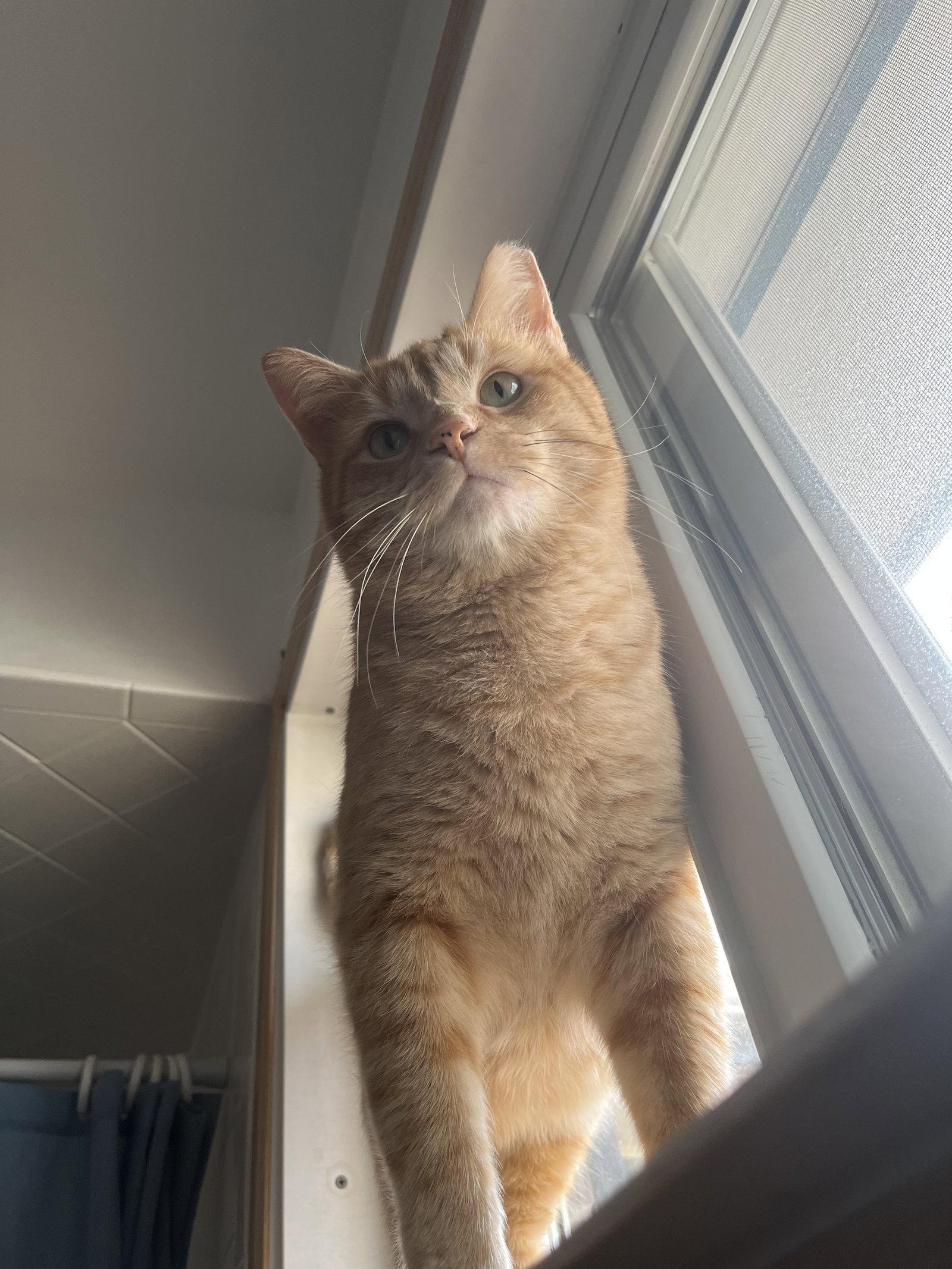 Enlarge Cleveland Brown, a Adoptable Domestic Short Hair in Aurora, CO image 3/3