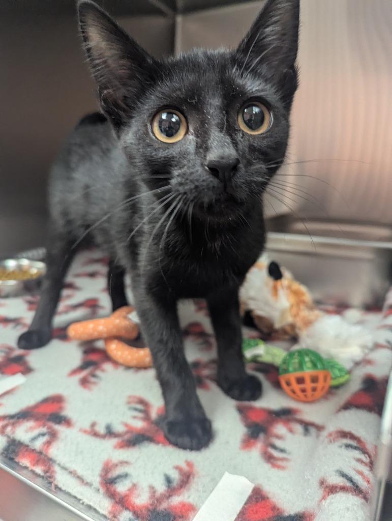 Oscar, Adopted, Kitten Male Domestic Short Hair.
