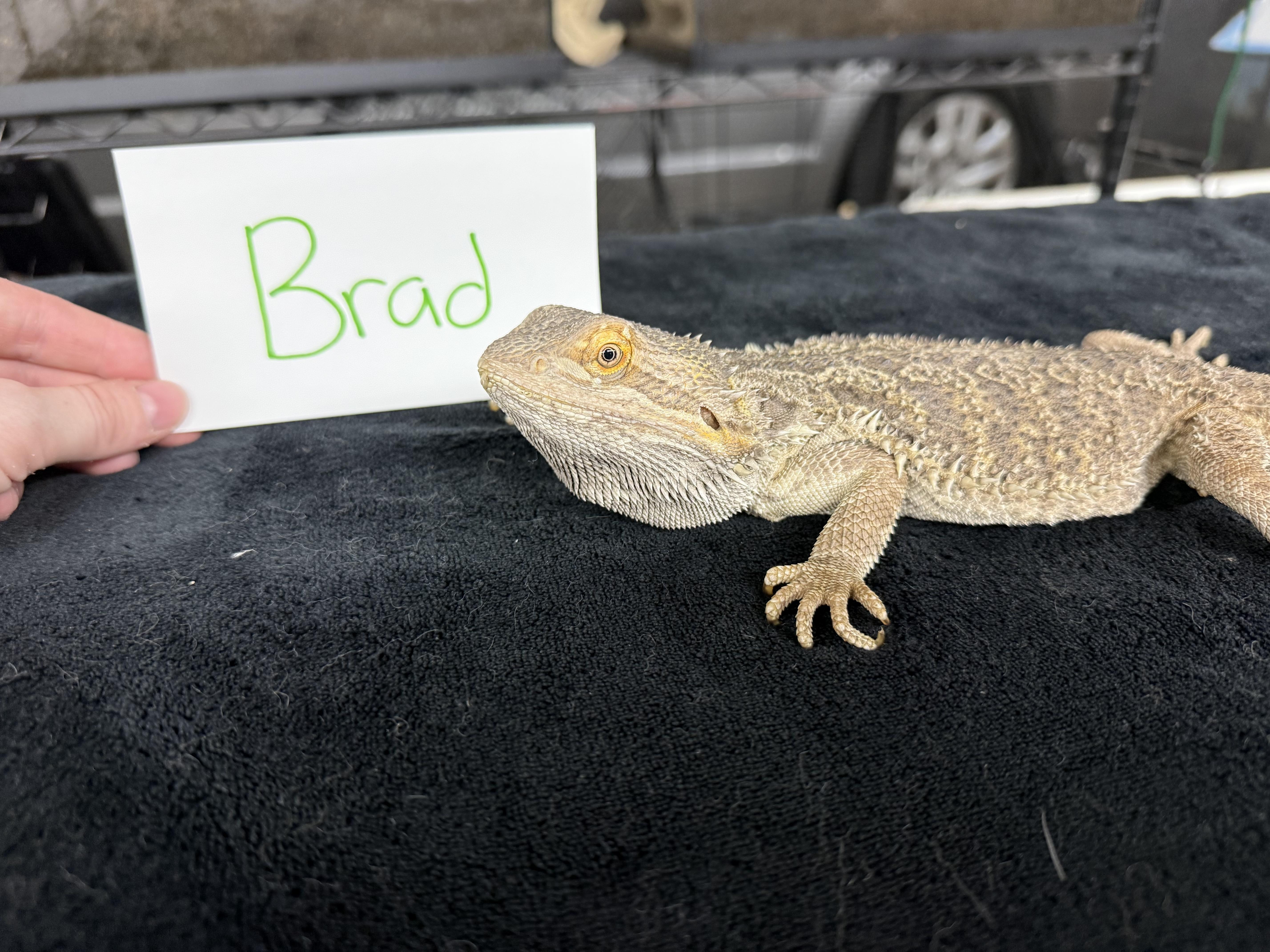 Brad photo 1