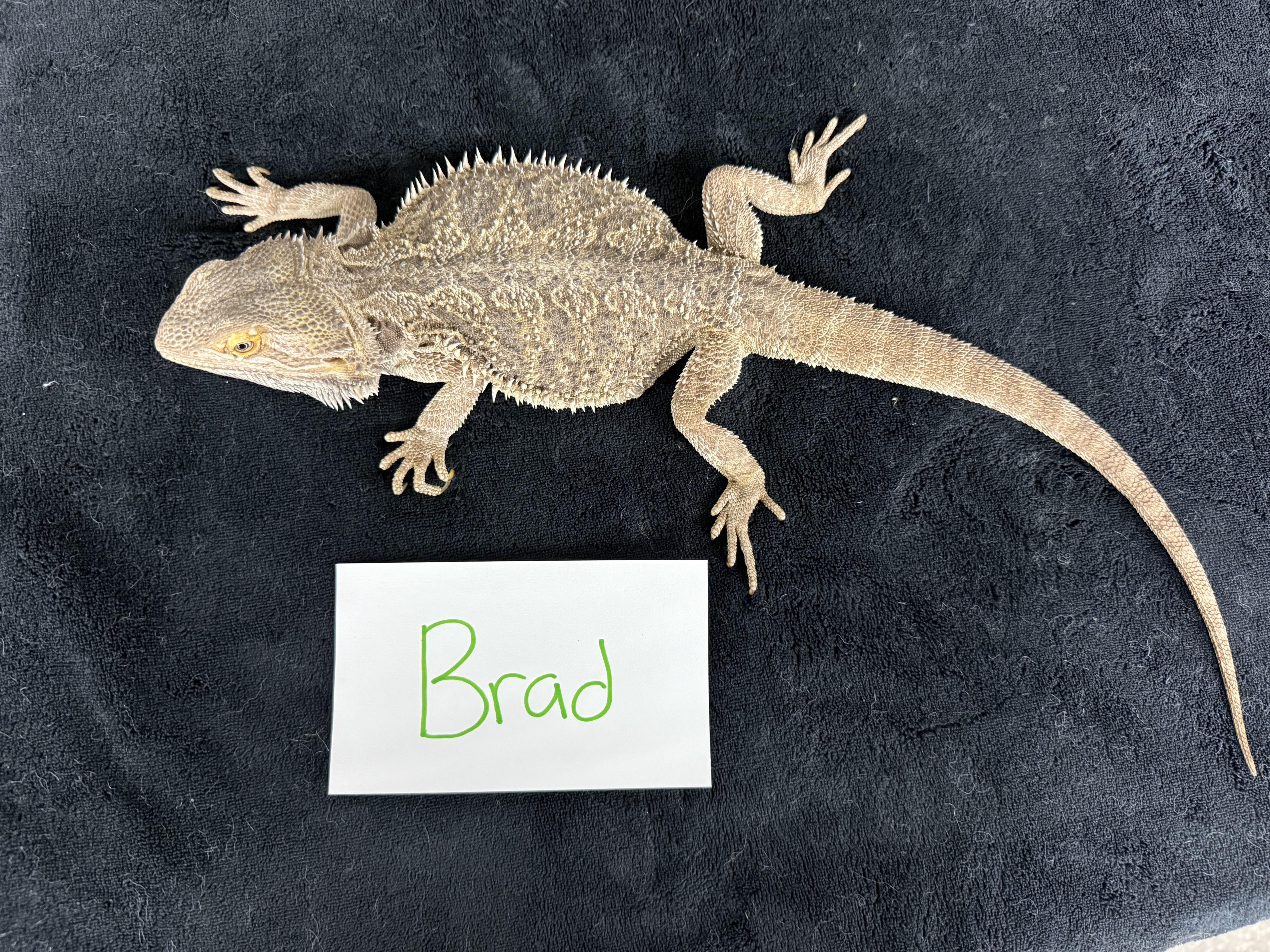 Brad photo 2