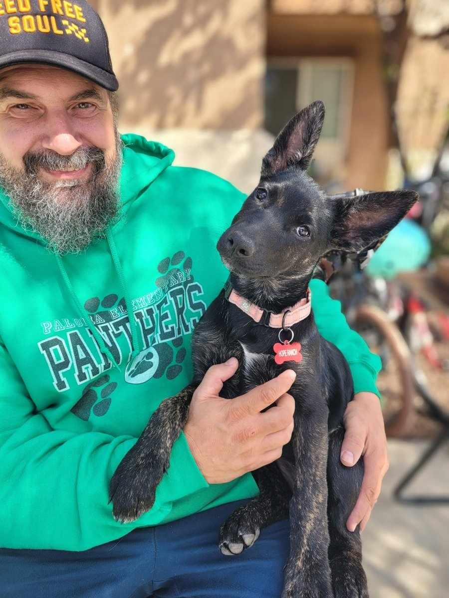 Dog for adoption Mouse, a Dutch Shepherd & Labrador Retriever Mix in