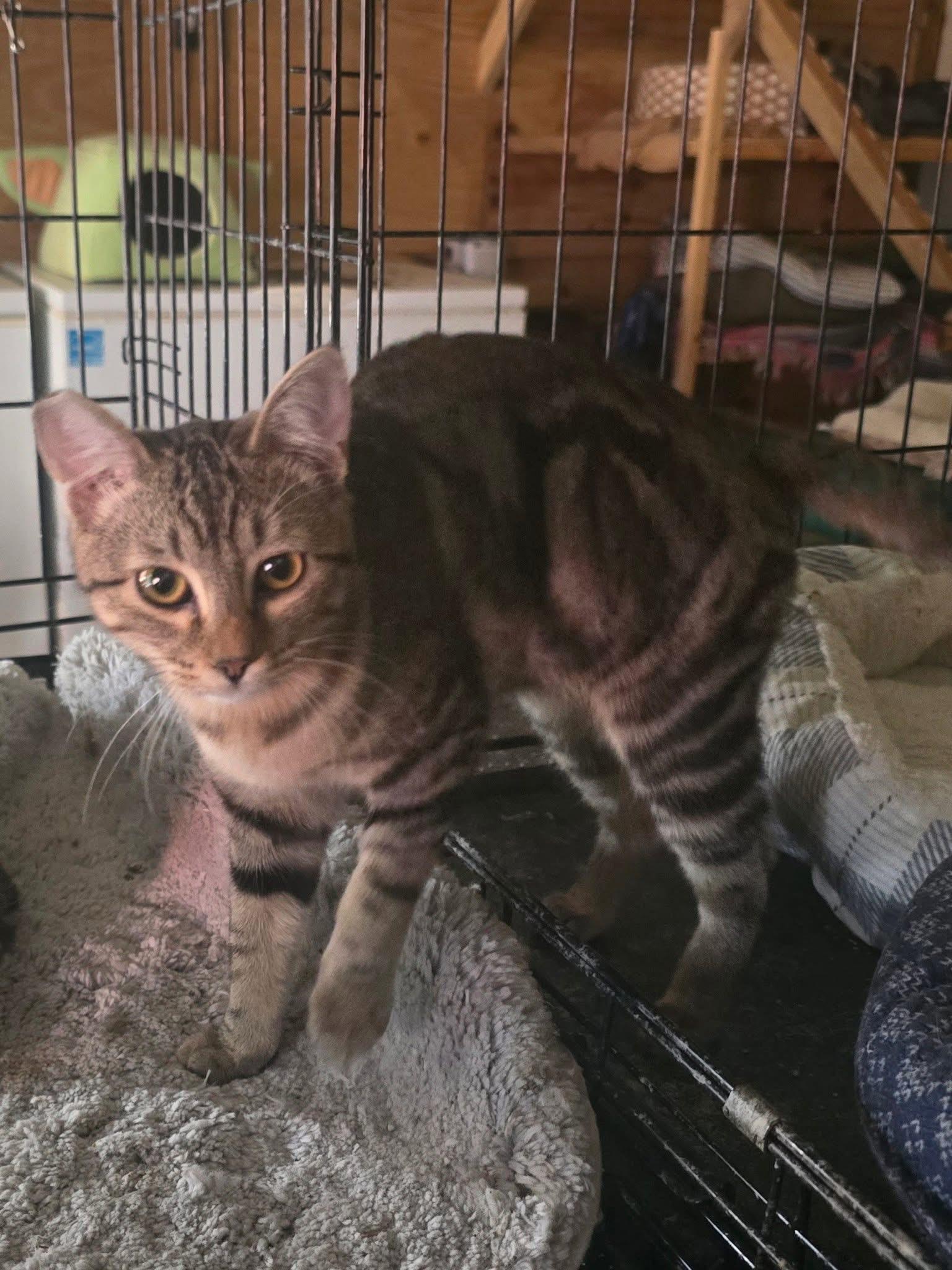 Blake, Adoptable, Young Male Domestic Short Hair.