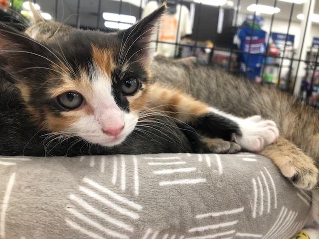 Enlarge Lucy, an adopted Calico in Monrovia , CA image 3/6