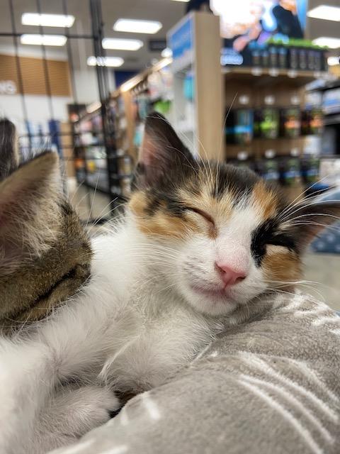 Lucy, adopted, Kitten Female Calico.
