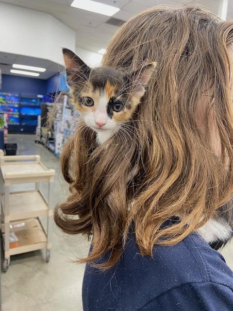 Enlarge Lucy, an adopted Calico in Monrovia , CA image 2/6