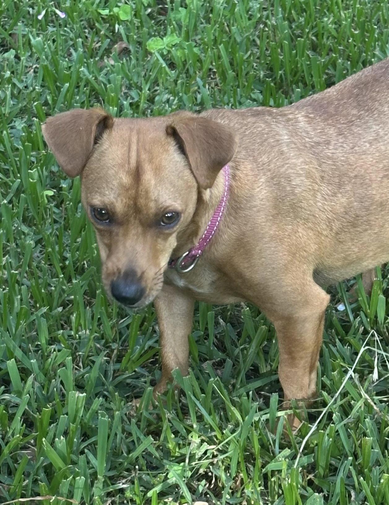 Enlarge Madonna, a Adoptable mixed breed in Pearland, TX image 1/3