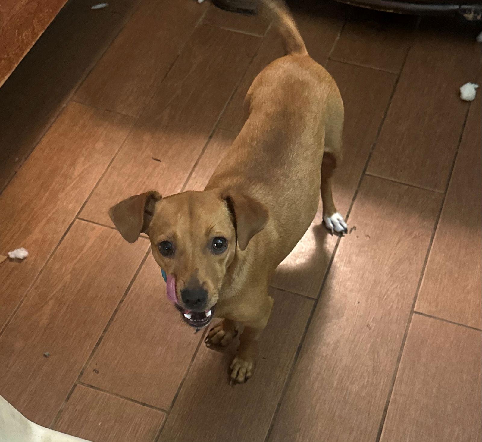 Enlarge Madonna, a Adoptable mixed breed in Pearland, TX image 1/3