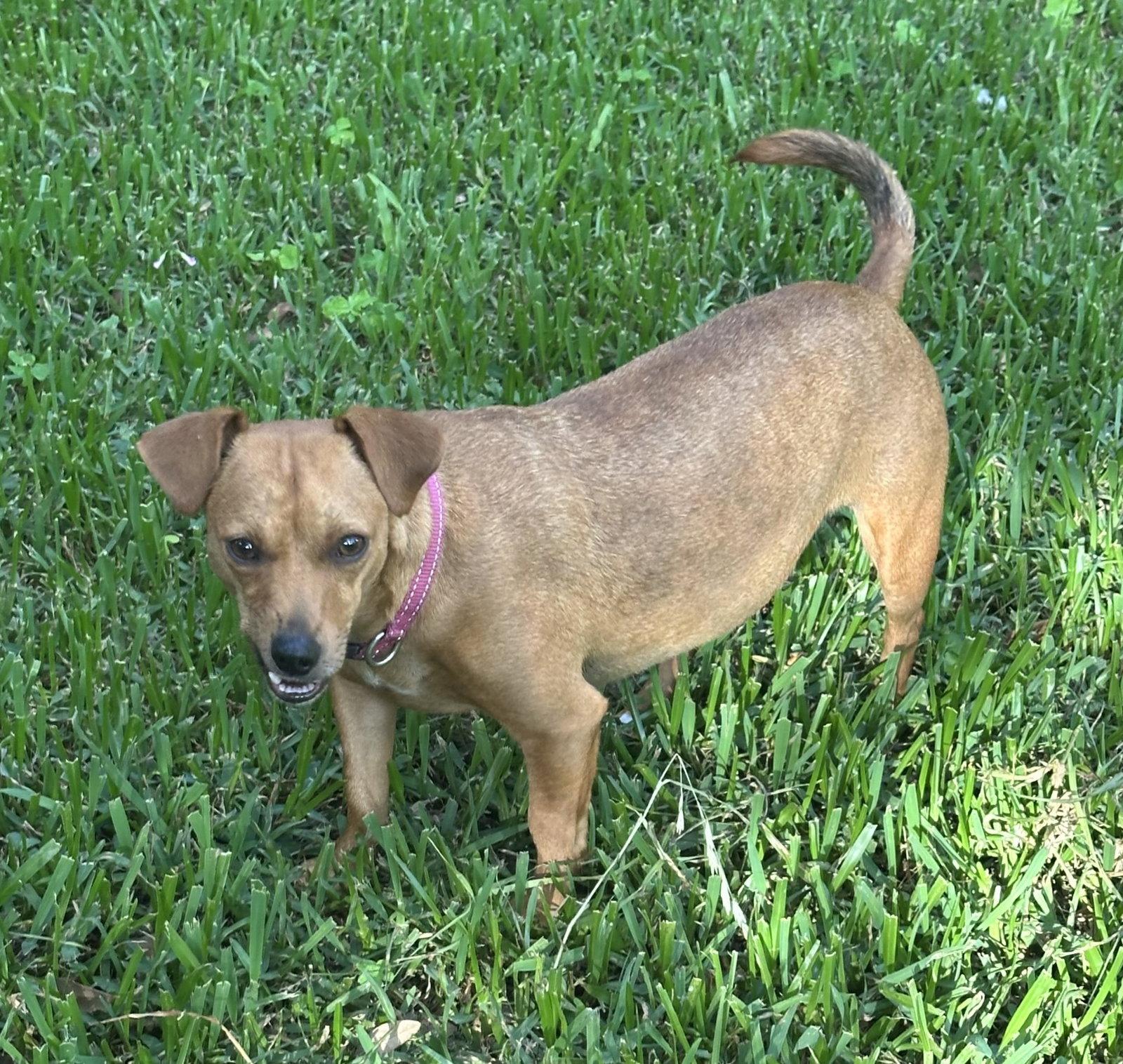 Enlarge Madonna, a Adoptable mixed breed in Pearland, TX image 3/3