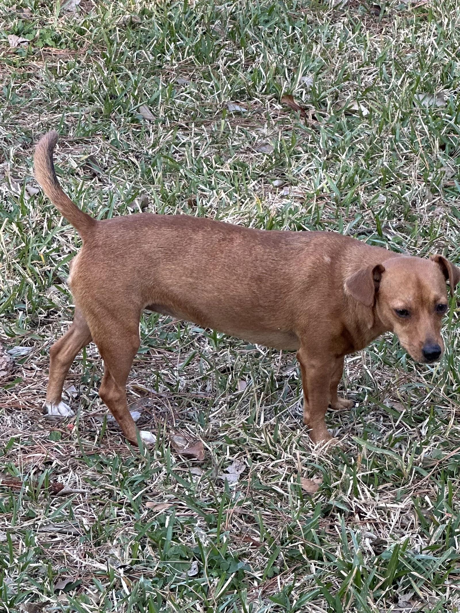Enlarge Madonna, a Adoptable mixed breed in Pearland, TX image 2/3