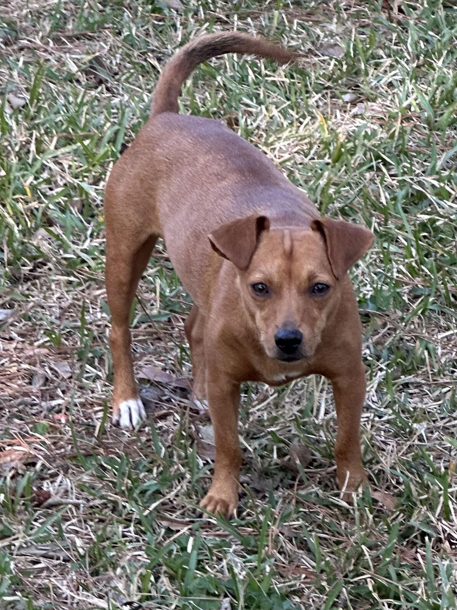 Enlarge Madonna, a Adoptable mixed breed in Pearland, TX image 3/3