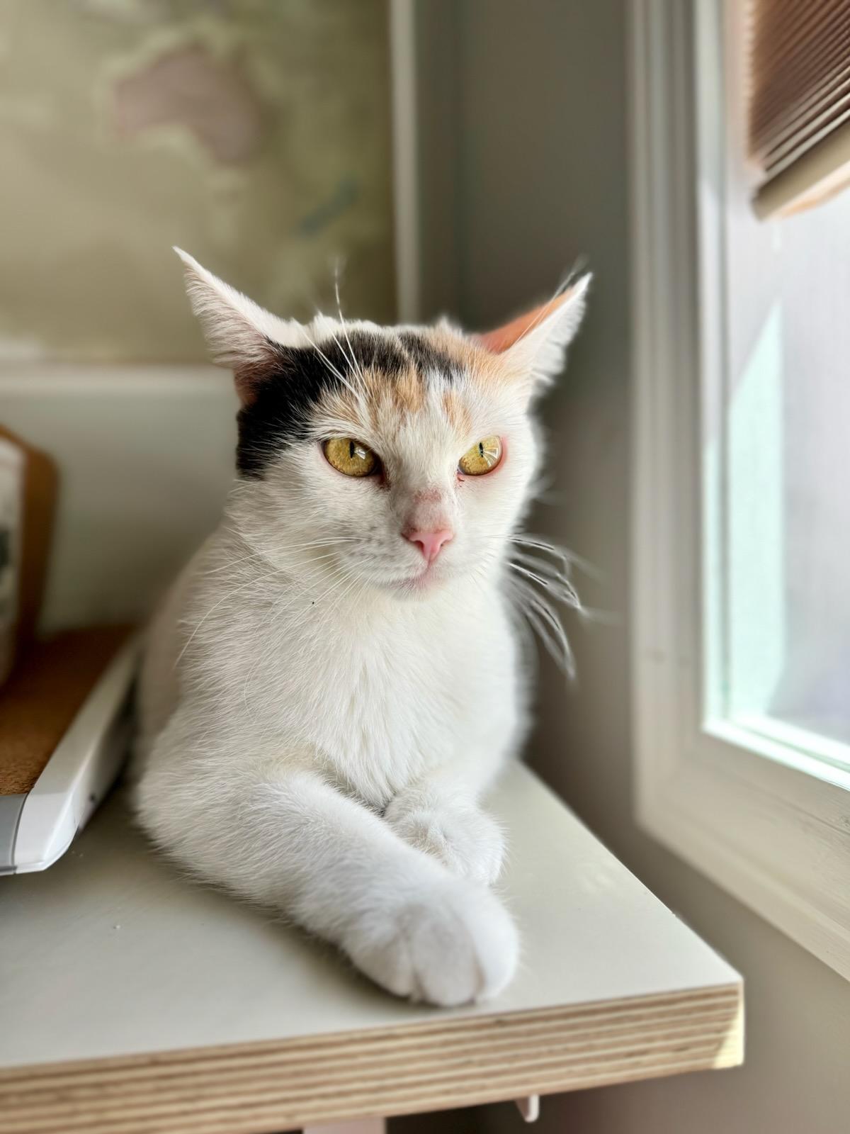 Mama Paris, a Adoptable Domestic Short Hair in Warwick, RI image 2/6