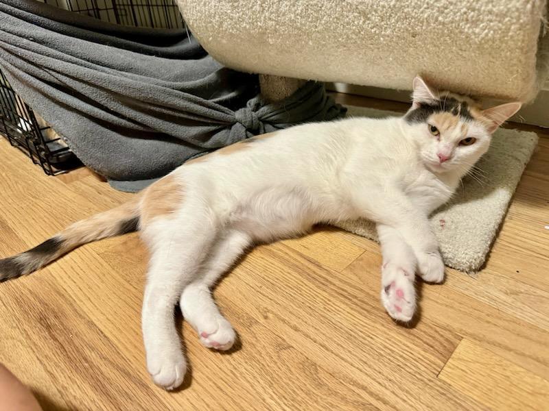 Mama Paris, a Adoptable Domestic Short Hair in Warwick, RI image 3/6