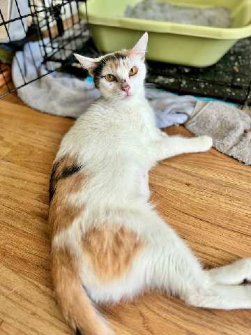 Mama Paris, a Adoptable Domestic Short Hair in Warwick, RI image 5/6