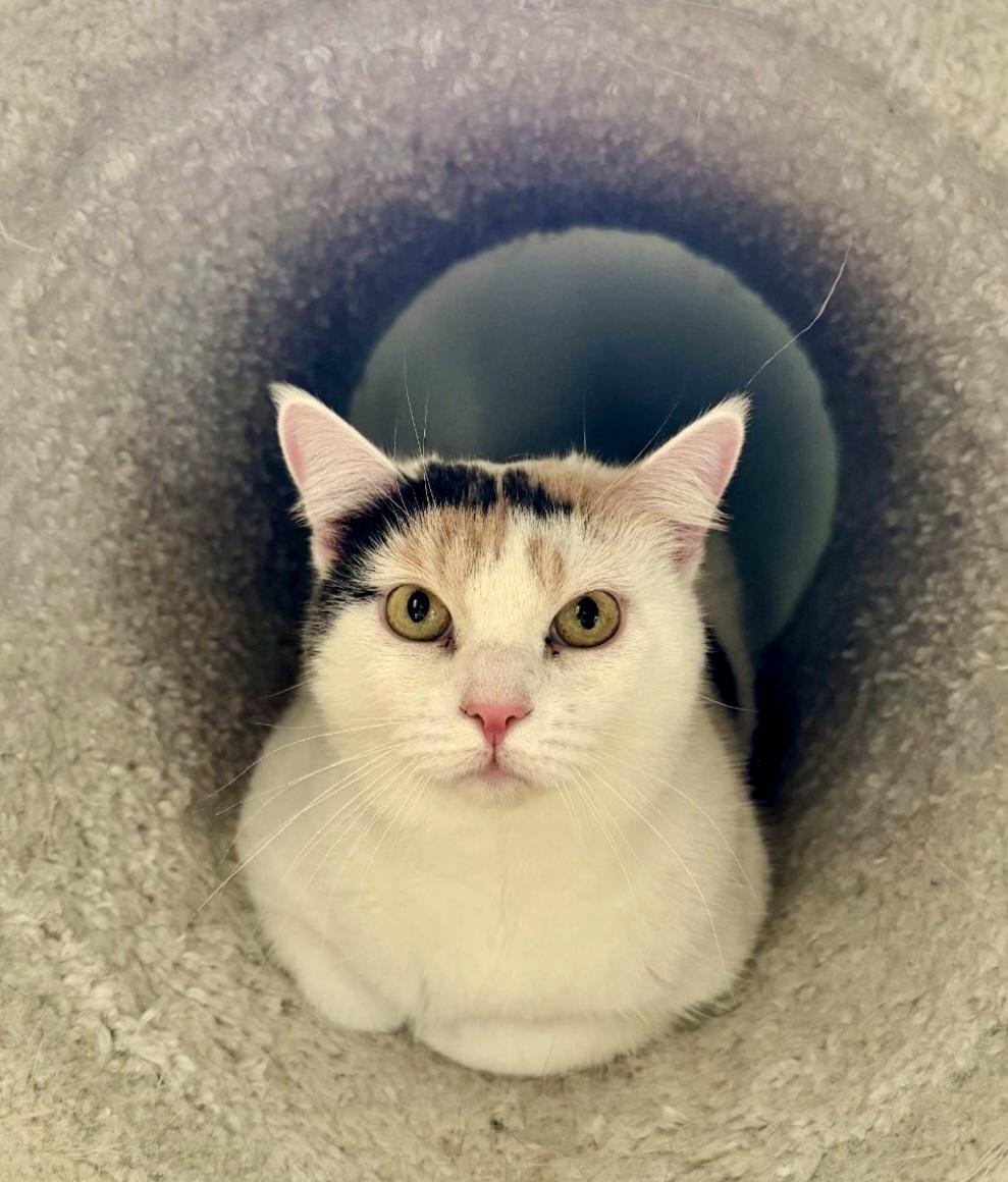 Mama Paris, a Adoptable Domestic Short Hair in Warwick, RI image 1/6