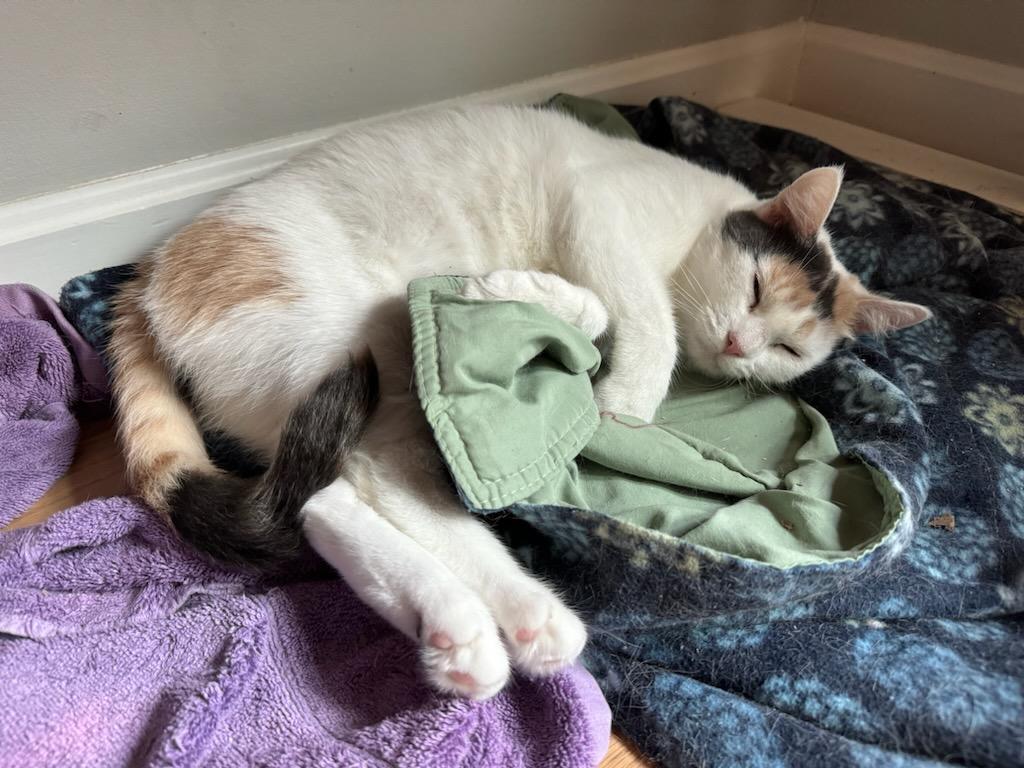 Mama Paris, a Adoptable Domestic Short Hair in Warwick, RI image 4/6