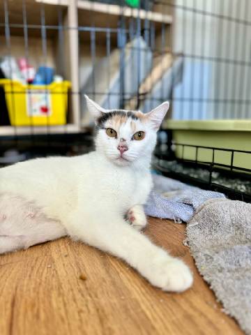 Mama Paris, a Adoptable Domestic Short Hair in Warwick, RI image 6/6