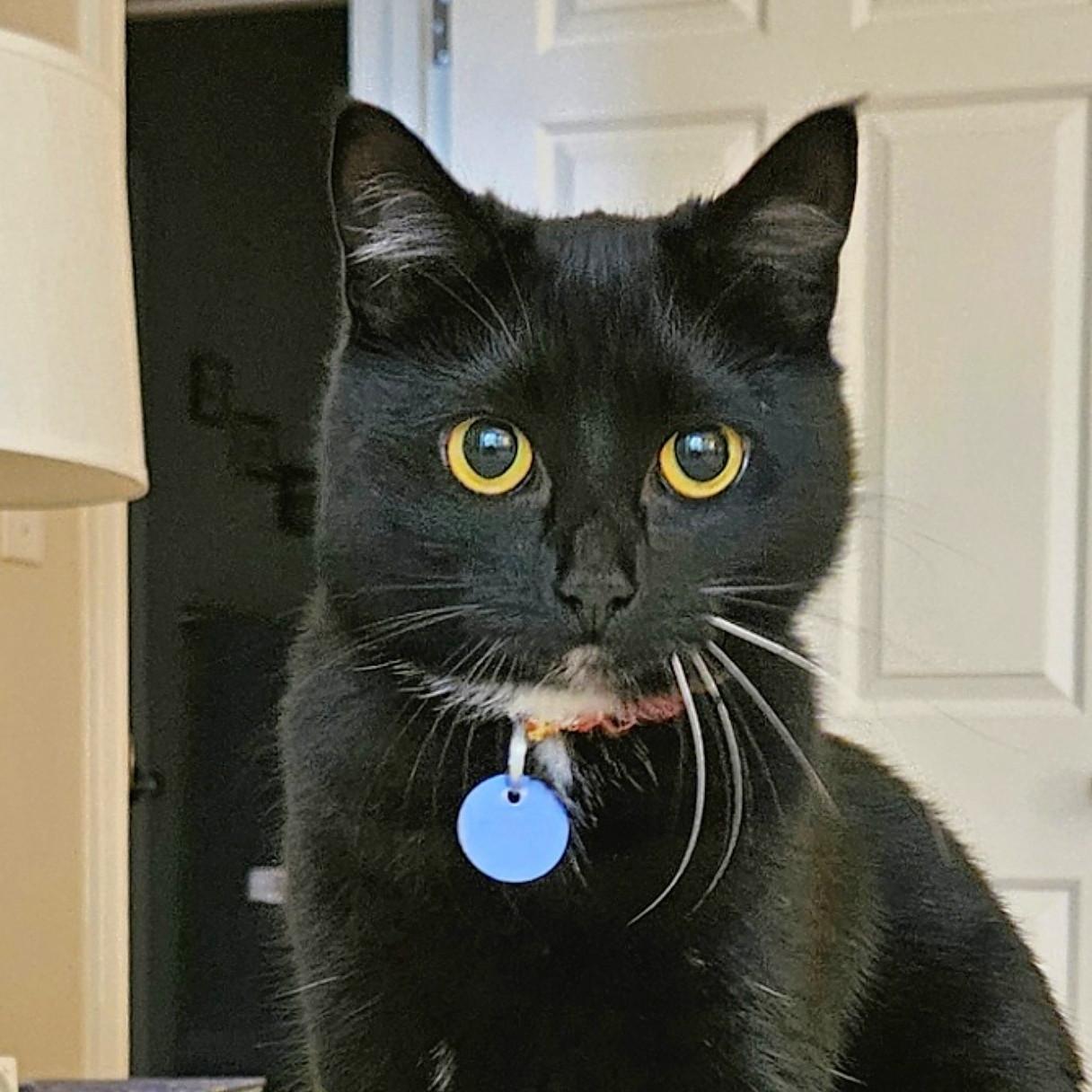 Zoey, Adopted, Young Female American Shorthair.