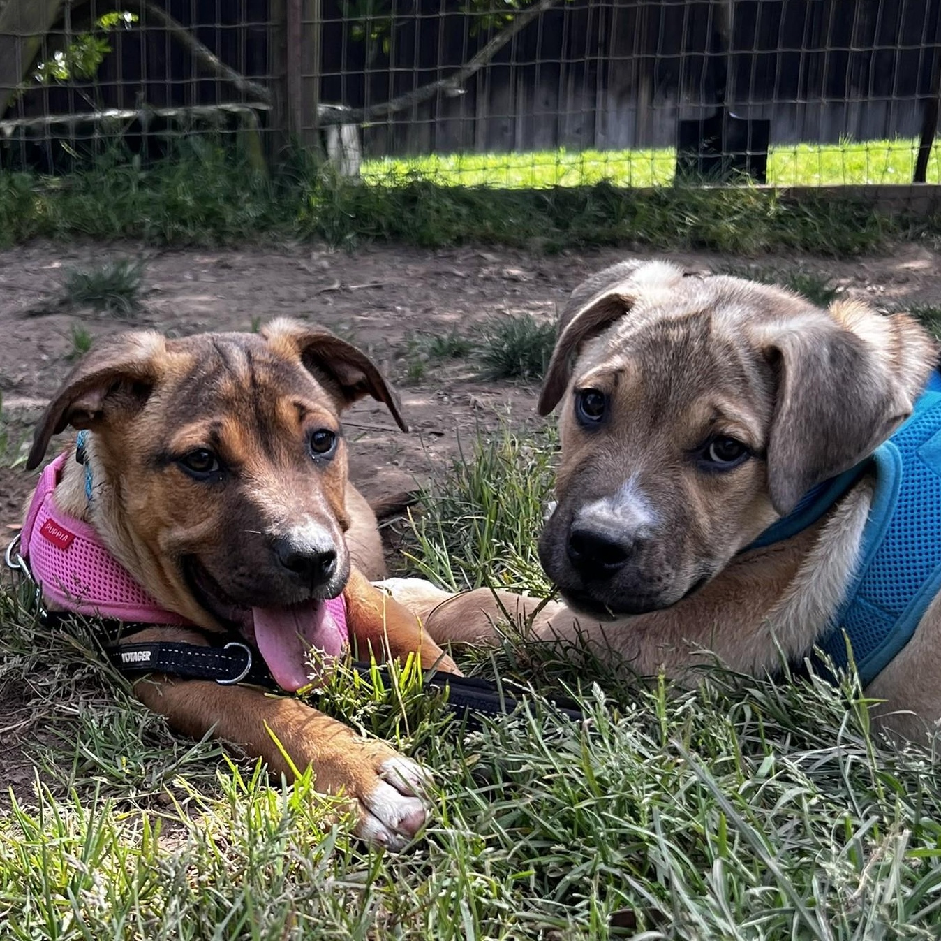 Enlarge Luna & Luca, a ADOPTABLE mixed breed in Gualala, CA image 1/1
