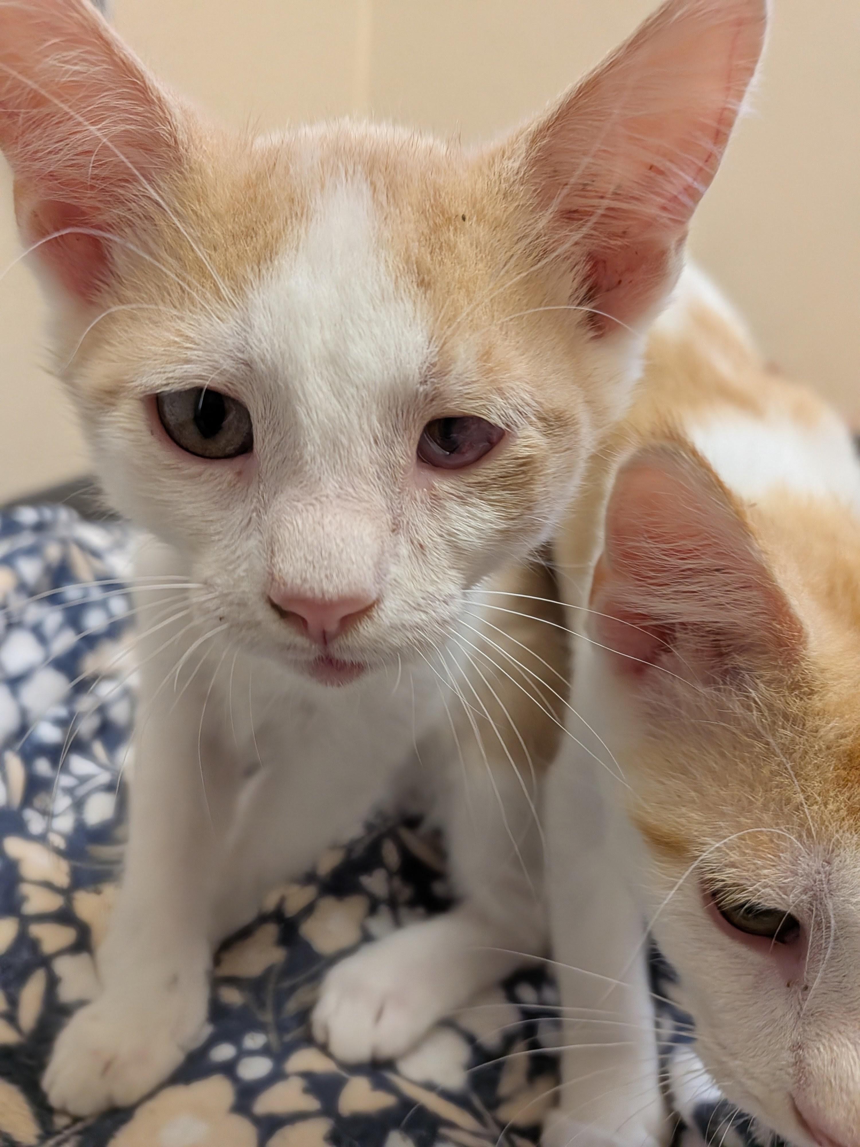 Scooter, Adoptable, Kitten Male Domestic Short Hair.