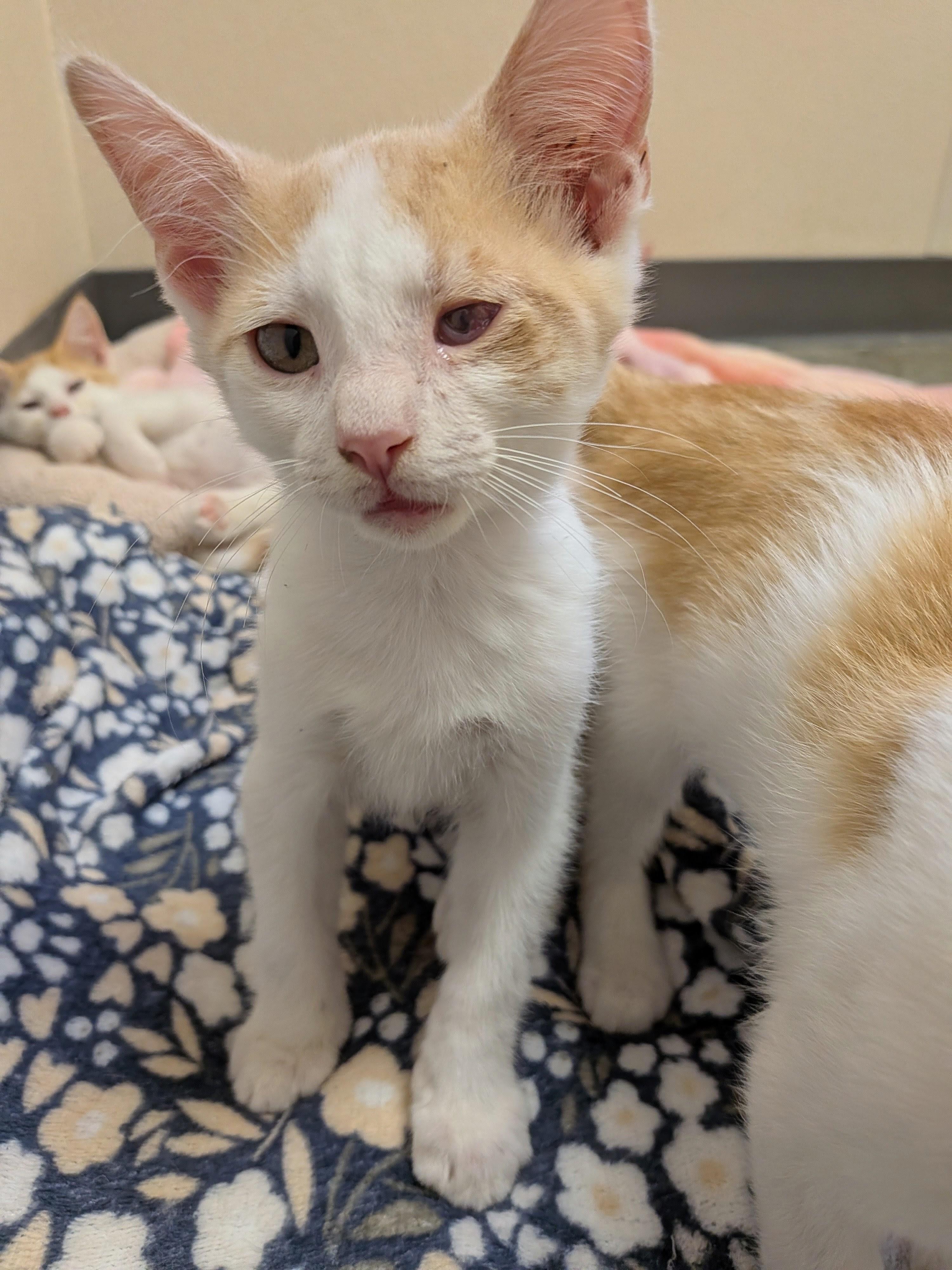 Scooter, a Adoptable mixed breed in Mount Carmel, IL image 3/5