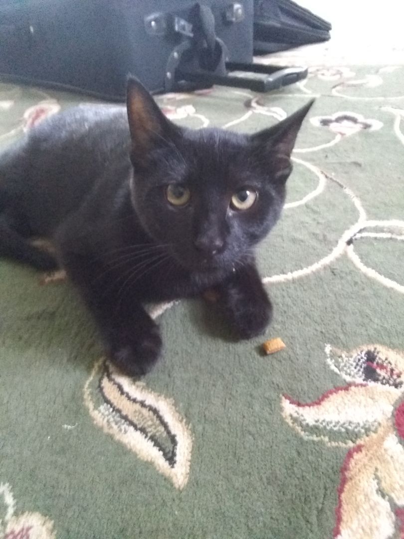 Enlarge Theodore, a Adoptable Domestic Short Hair in Scotland Neck, NC image 1/1