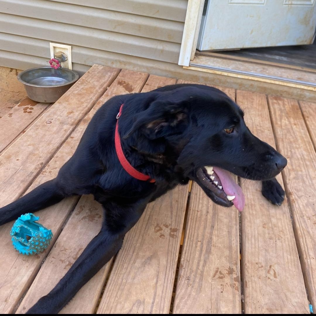 Kylo Ren, a Adoptable Labrador Retriever in Maryville, TN image 1/2