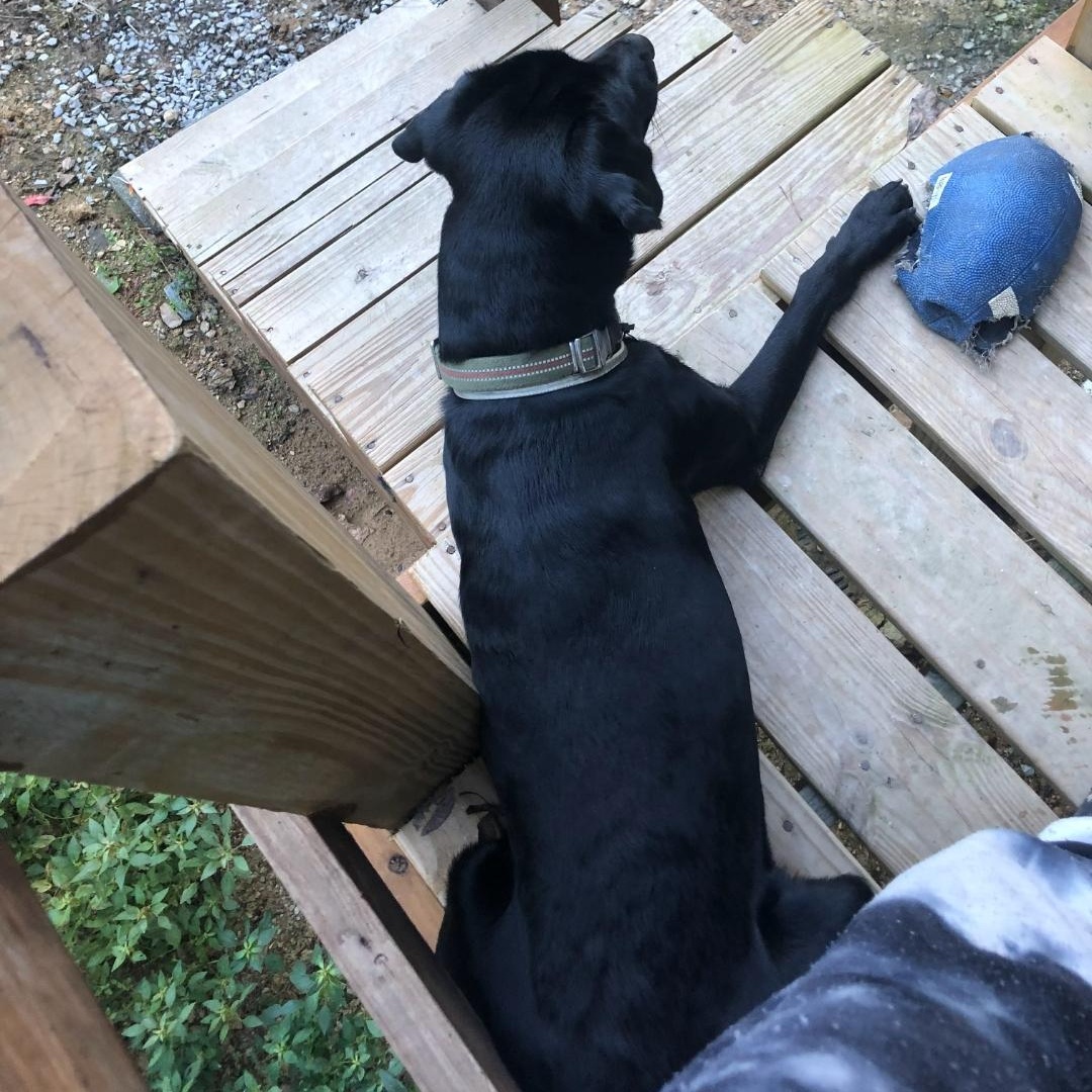 Kylo Ren, a Adoptable Labrador Retriever in Maryville, TN image 2/2