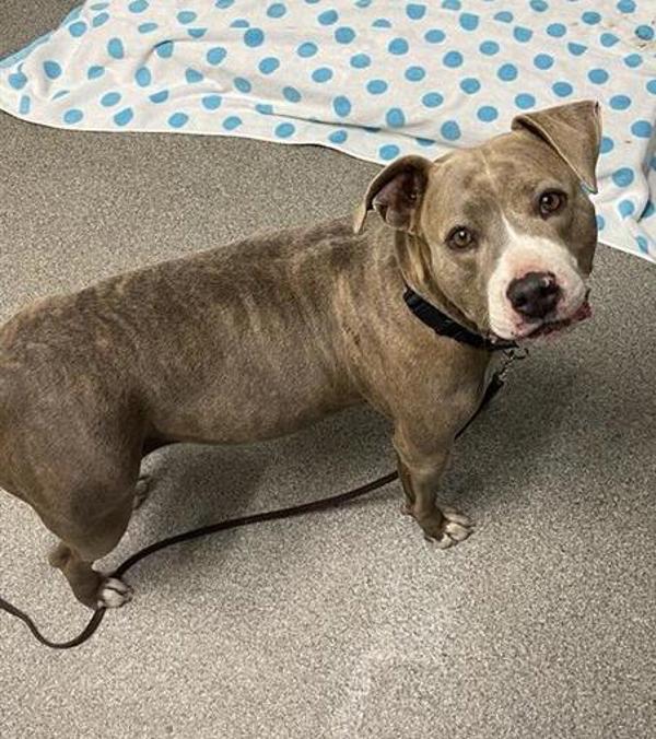 Goose, Adoptable, Adult Female Pit Bull Terrier.