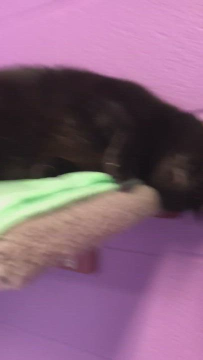 Enlarge Bagheera, a Adoptable Domestic Short Hair in House Springs, MO video 5/9