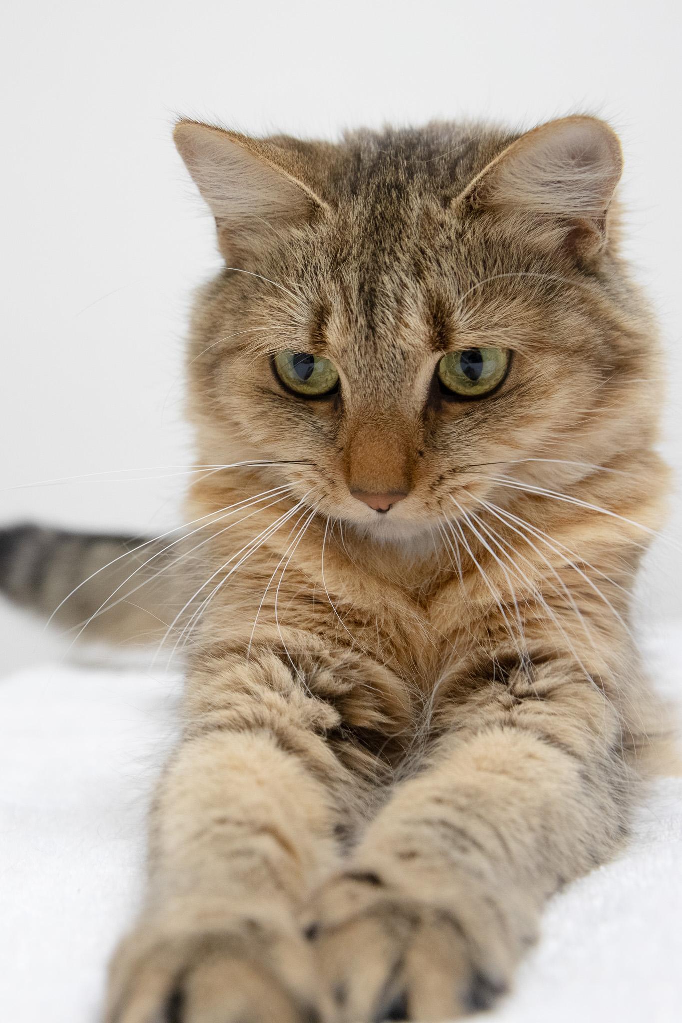 Enlarge Pippi, a Adopted Domestic Long Hair in Montclair, NJ image 3/6