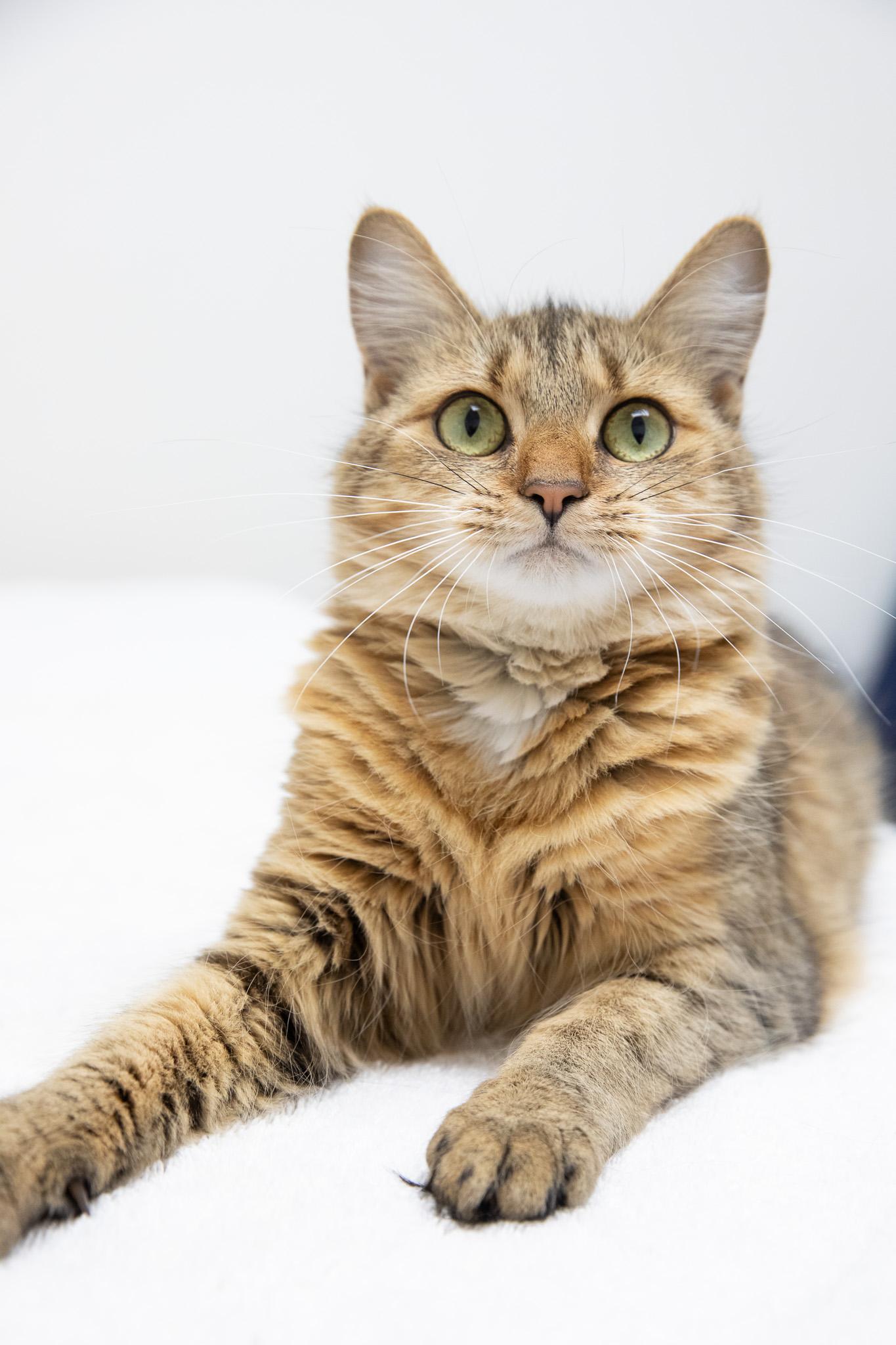 Enlarge Pippi, a Adopted Domestic Long Hair in Montclair, NJ image 5/6