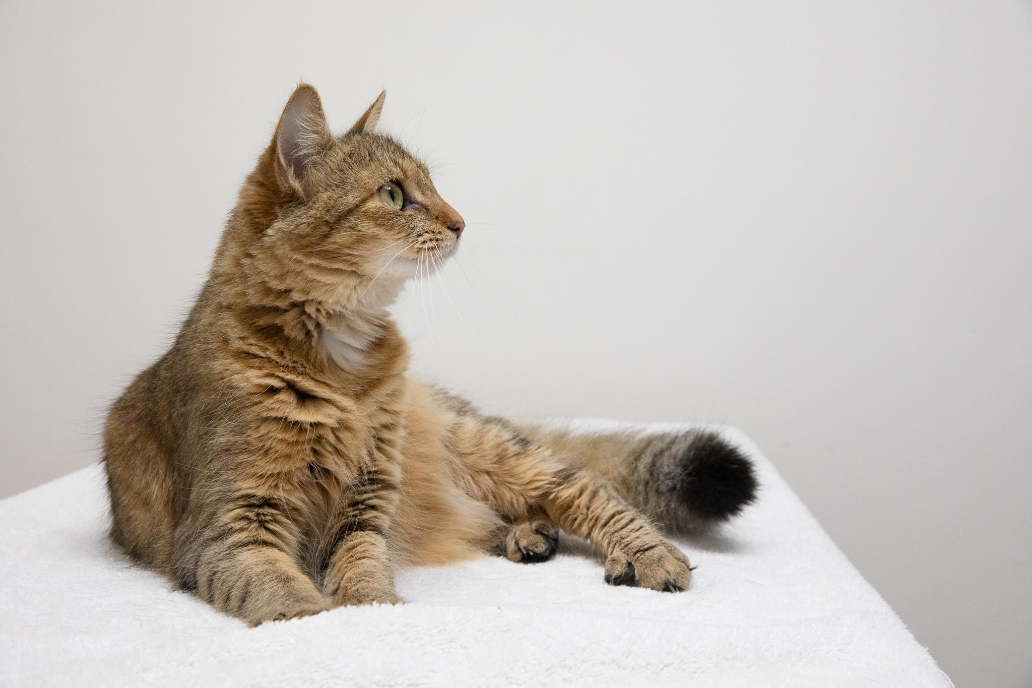 Enlarge Pippi, a Adopted Domestic Long Hair in Montclair, NJ image 2/6