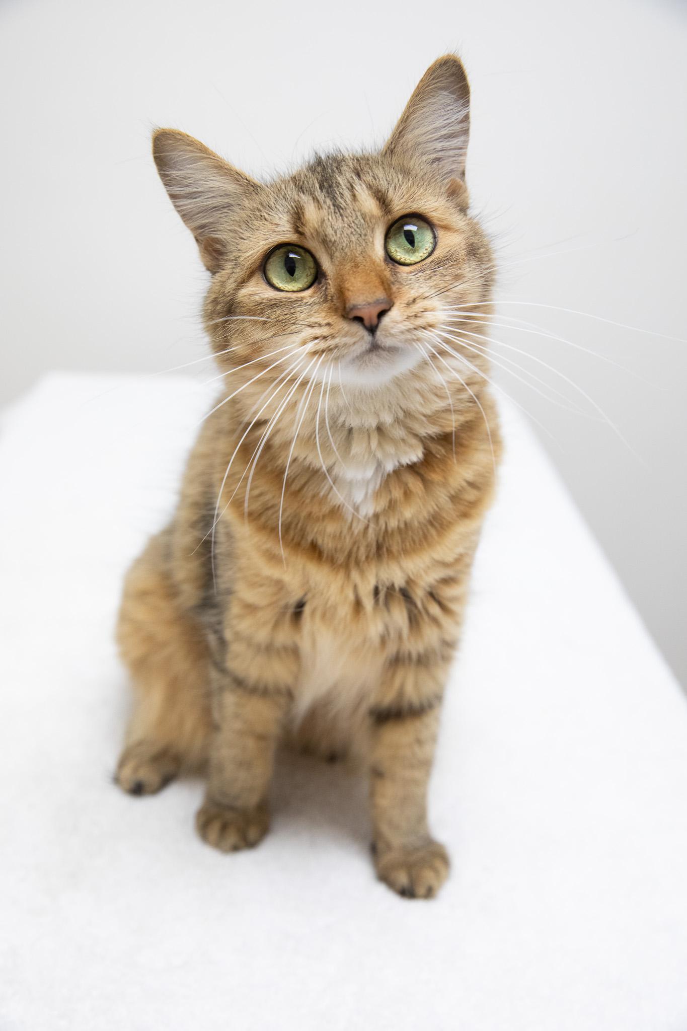Pippi, Adopted, Young Female Domestic Long Hair.