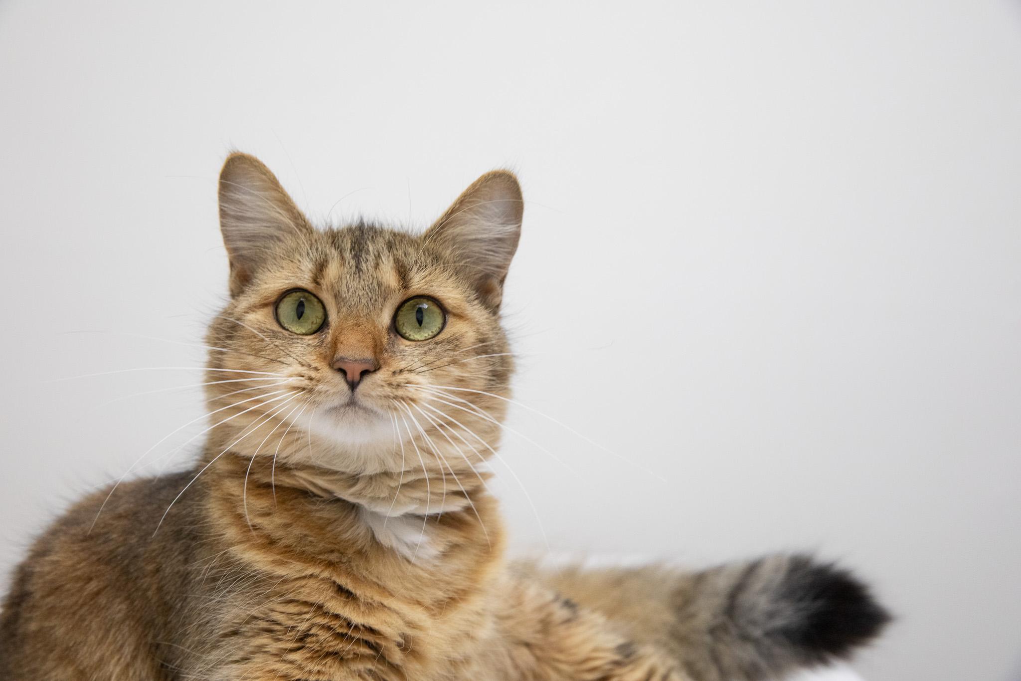 Enlarge Pippi, a Adopted Domestic Long Hair in Montclair, NJ image 6/6