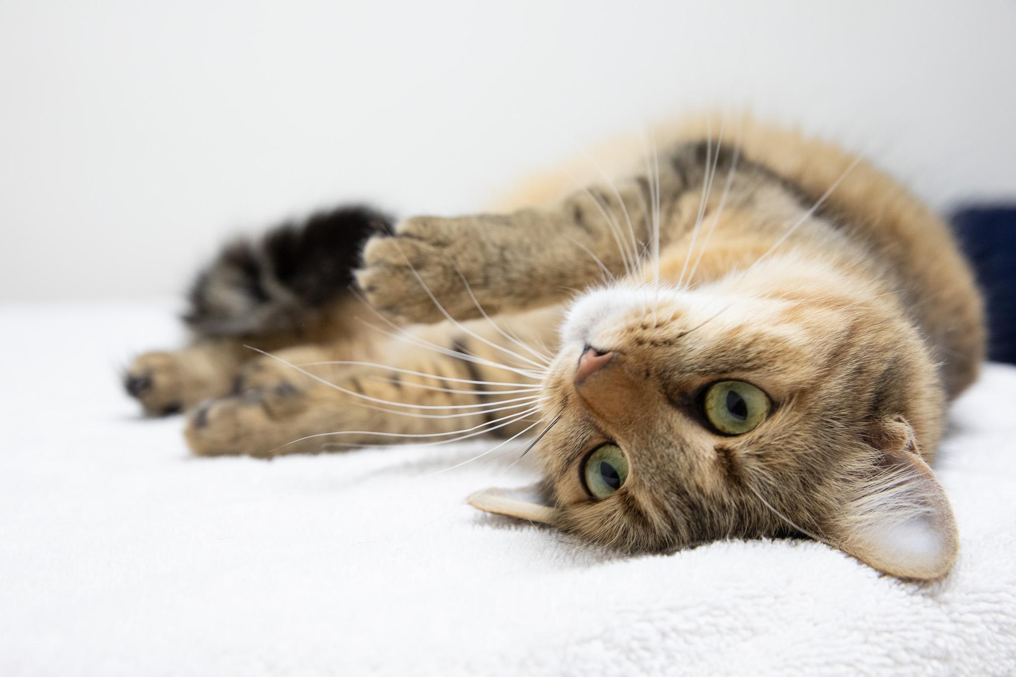 Enlarge Pippi, a Adopted Domestic Long Hair in Montclair, NJ image 4/6