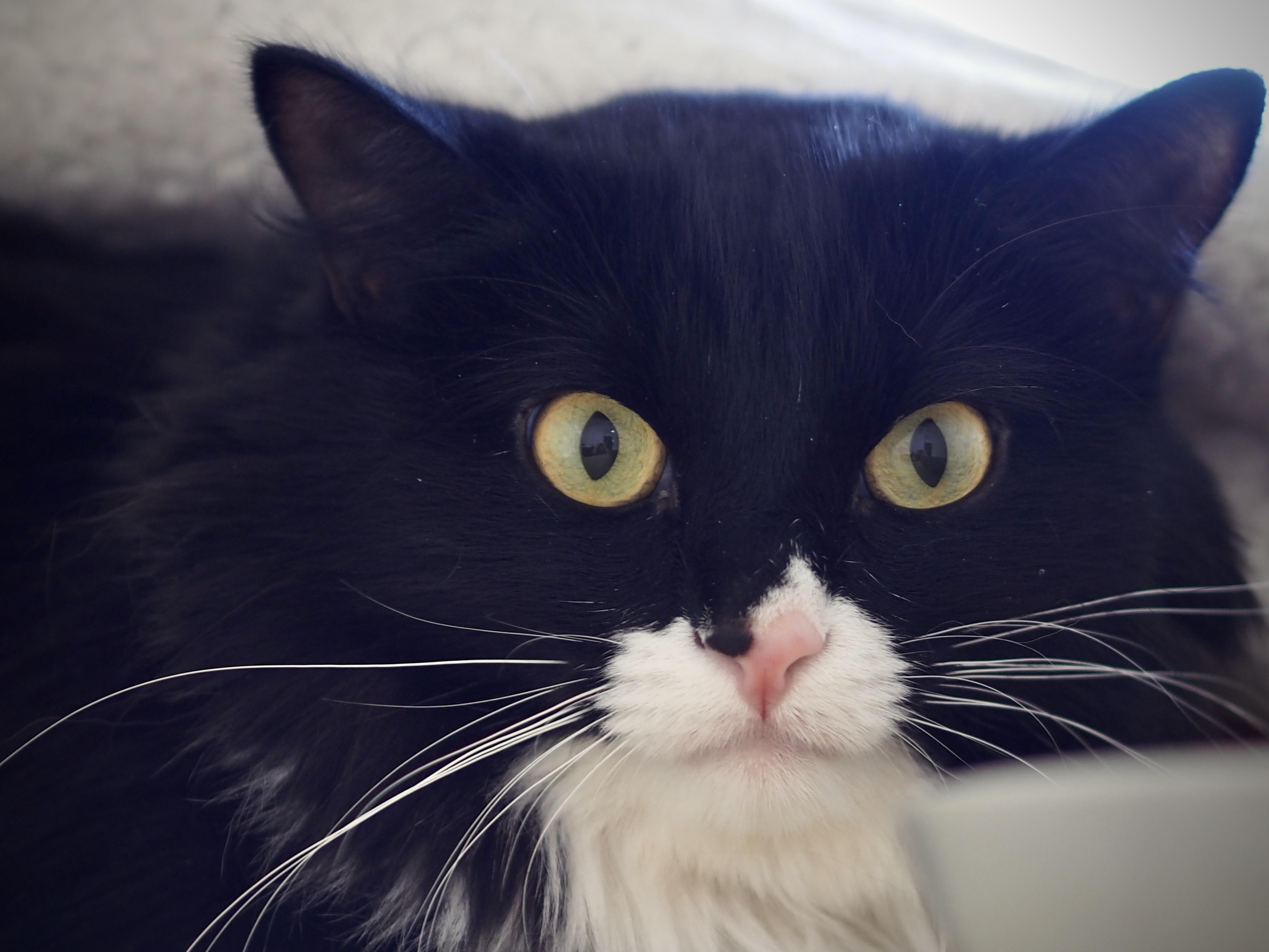 Enlarge Lillie, a ADOPTABLE Domestic Long Hair in Buena Vista, CO image 3/3