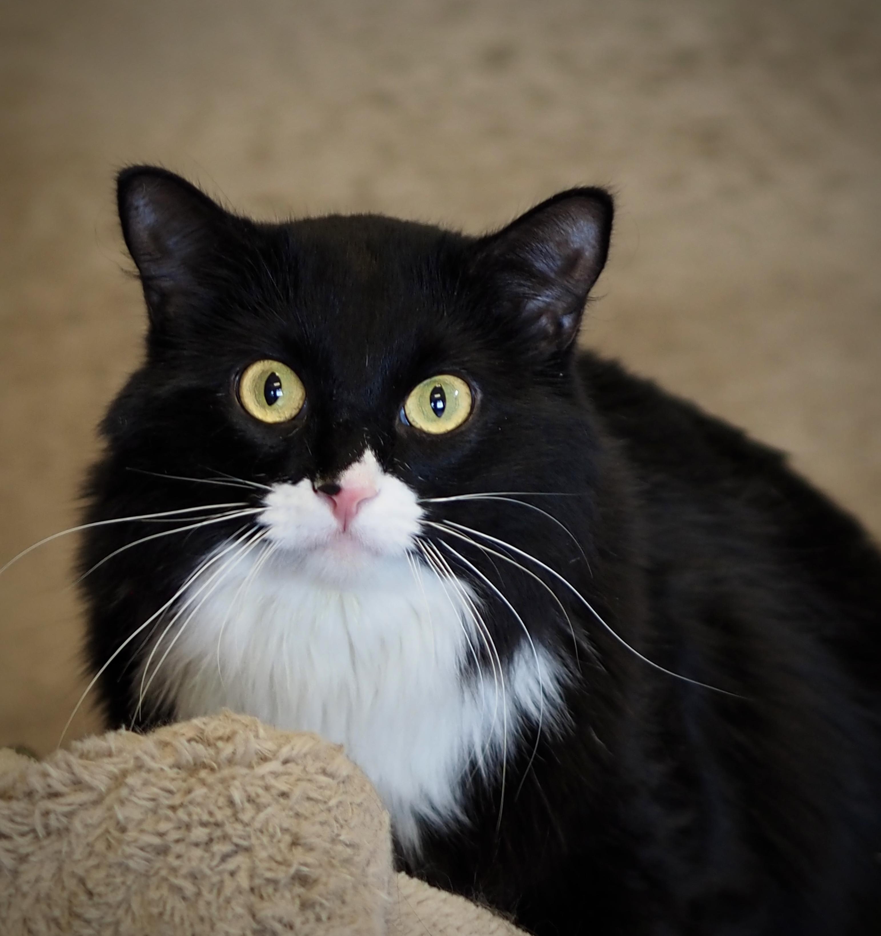 Lillie, ADOPTABLE, Adult Female Domestic Long Hair.